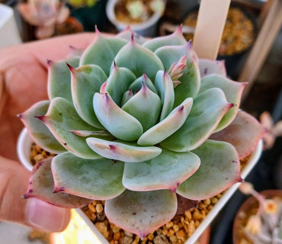 Amazon.co.jp: 抜き苗 bee houseホリコロ × ラウレンシス 多肉植物